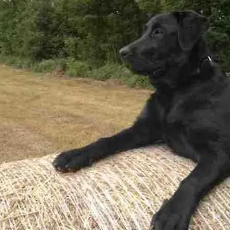 Segebrecht Ahlbeck *